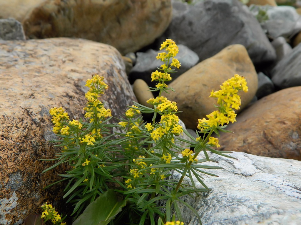 Image of Galium densiflorum specimen.