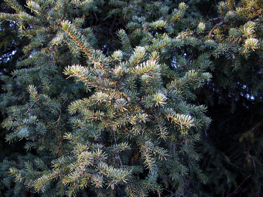 Изображение особи Picea obovata var. coerulea.