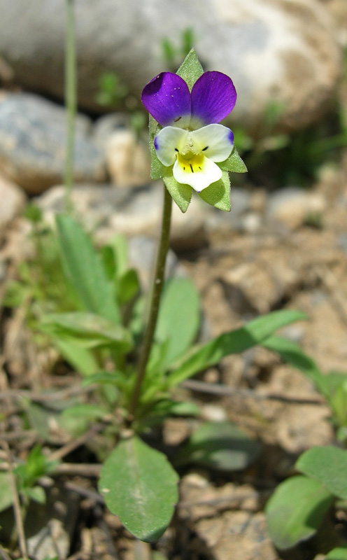 Изображение особи Viola modestula.