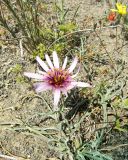 Tragopogon collinus