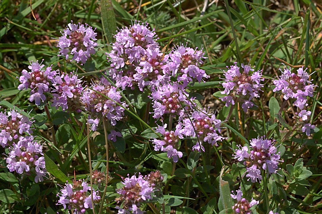 Изображение особи Thymus ovatus.