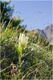 Gentiana algida. Цветущее растение. Западный Саян, хр. Борус, высота 1600 м н.у.м. Июль 2011 г.