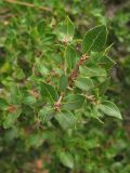 Quercus coccifera. Веточка. Испания, Каталония, провинция Girona, Costa Brava, Sant Feliu de Guíxols, в подлеске жестколистного средиземноморского леса. 23 октября 2008 г.