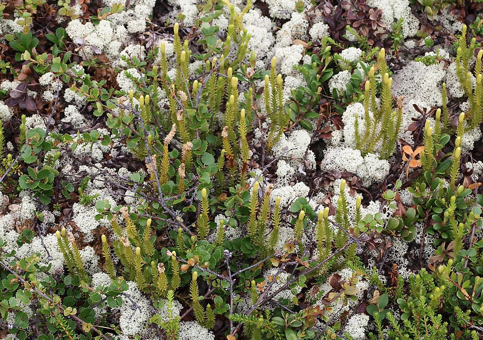 Изображение особи Lycopodium dubium.