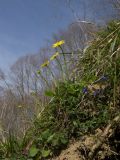 Doronicum orientale
