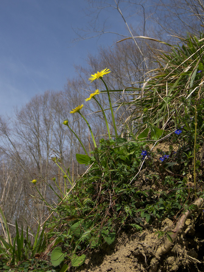 Image of Doronicum orientale specimen.