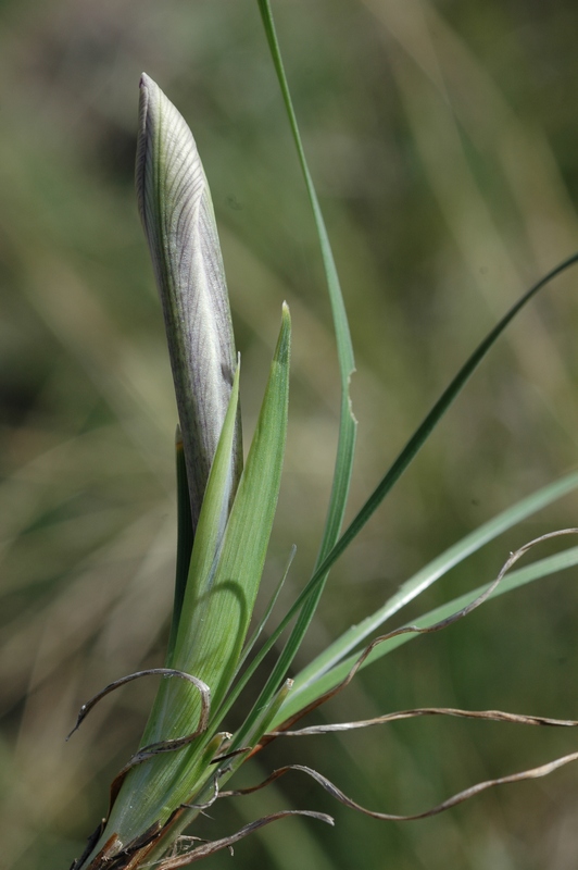 Image of Iris loczyi specimen.