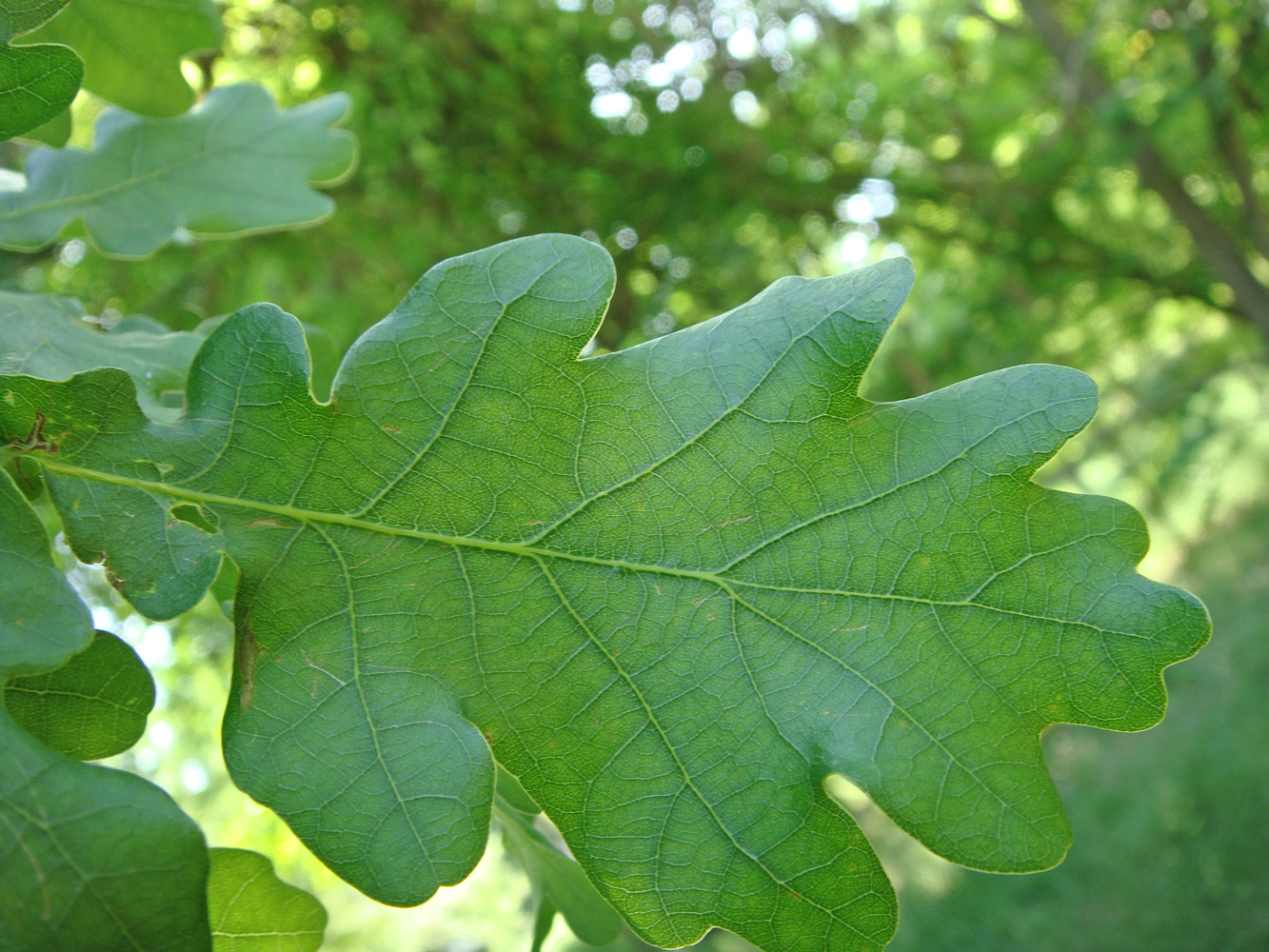 Image of Quercus robur specimen.