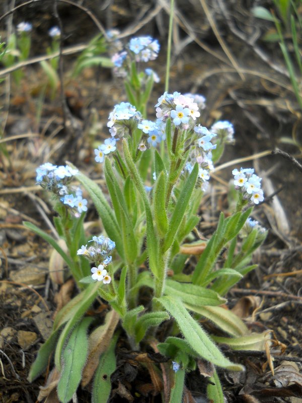 Изображение особи Myosotis imitata.