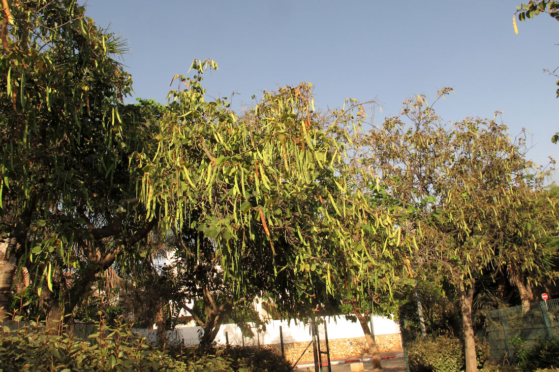 Image of Bauhinia variegata specimen.