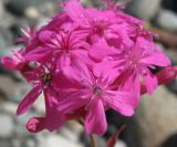 Silene compacta