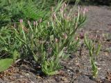 Centaurium tenuiflorum