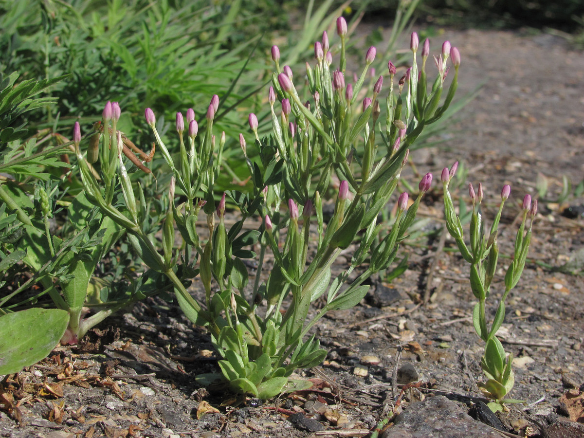 Image of Centaurium pulchellum specimen.