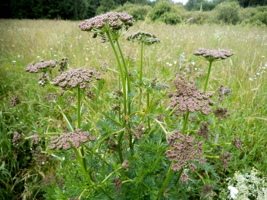 Изображение особи Selinum carvifolia.