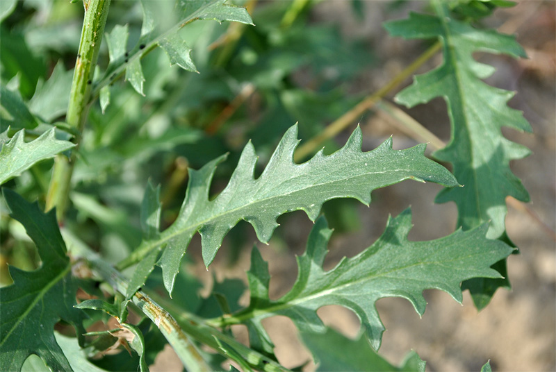 Изображение особи Amberboa glauca.