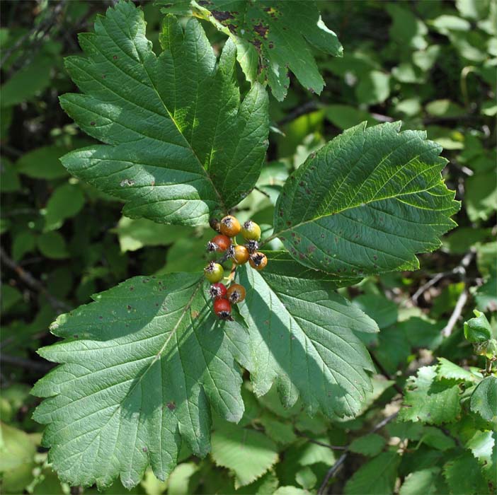 Изображение особи Sorbus caucasica.