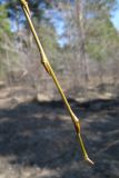 Salix triandra