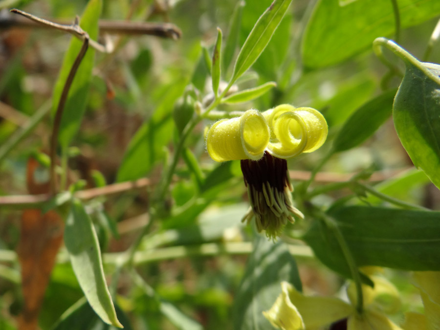 Image of Clematis orientalis specimen.