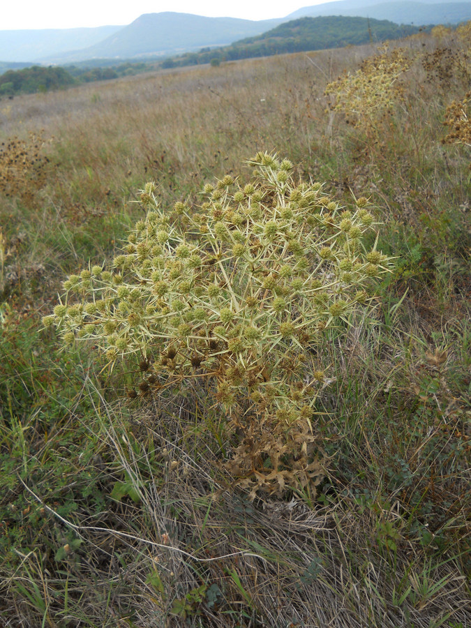 Изображение особи Eryngium campestre.