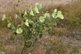 Alcea rugosa. Верхушка цветущего растения. Крым, Керченский п-ов, окр. пос. Курортное, прибрежная зона. Август 2010 г.