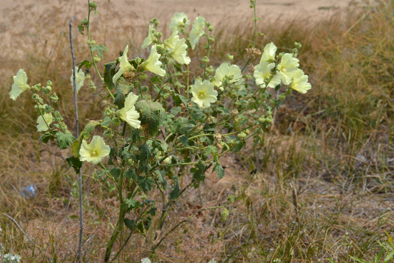 Изображение особи Alcea rugosa.