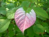 Actinidia kolomikta