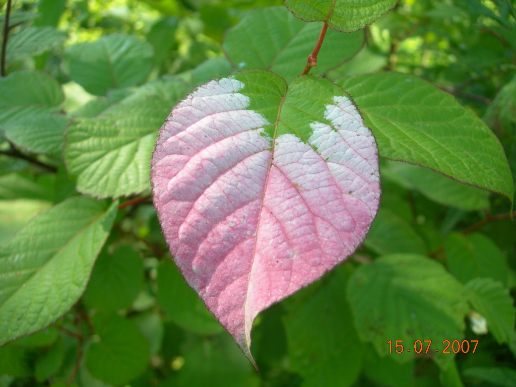 Изображение особи Actinidia kolomikta.