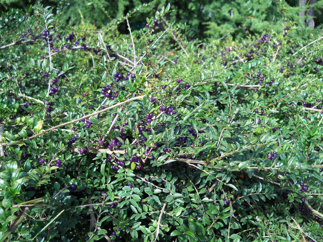 Image of Lonicera ligustrina var. pileata specimen.