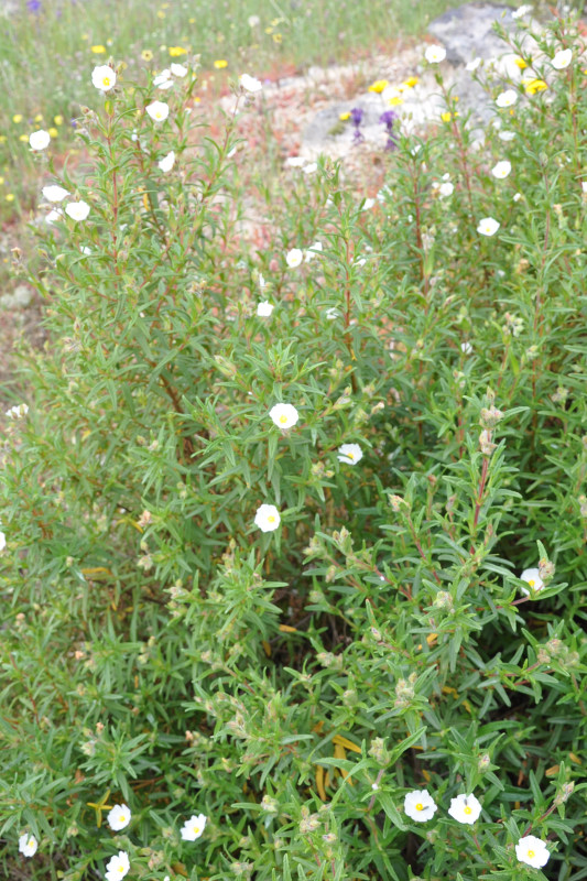 Изображение особи Cistus monspeliensis.