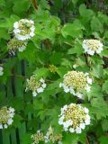 Viburnum opulus