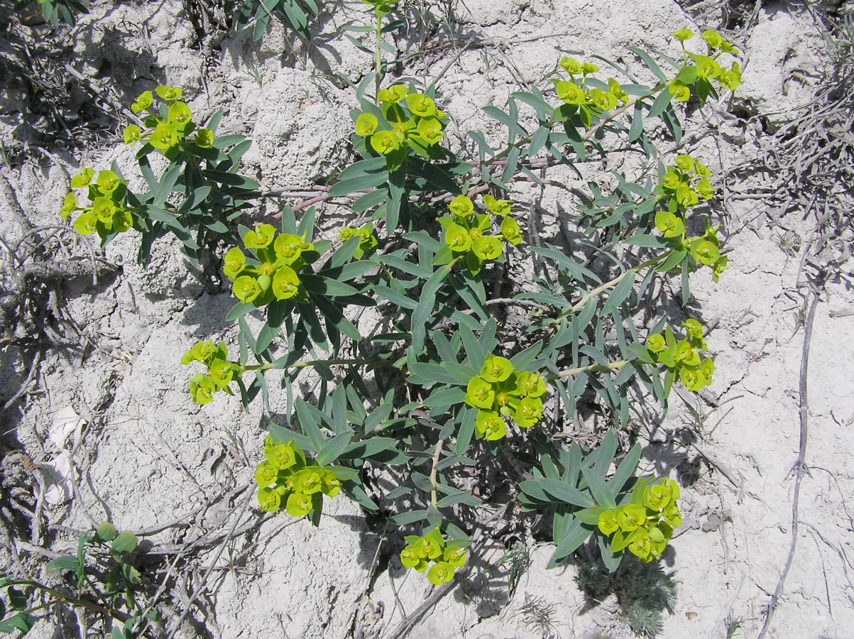 Image of Euphorbia volgensis specimen.