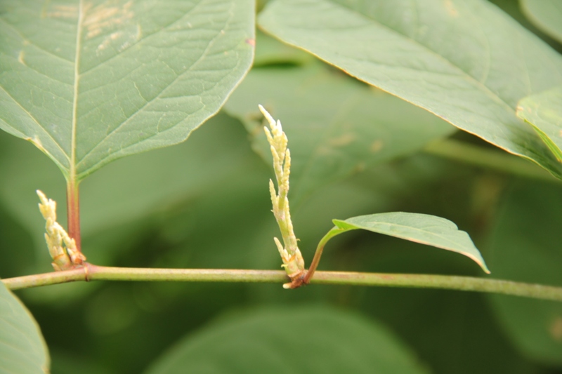 Изображение особи Reynoutria japonica.