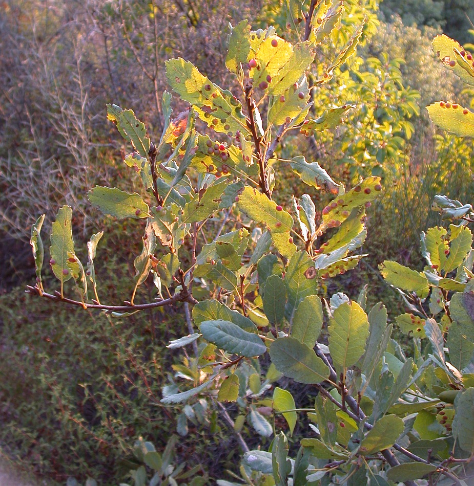 Image of Quercus boissieri specimen.