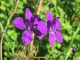 Delphinium hispanicum