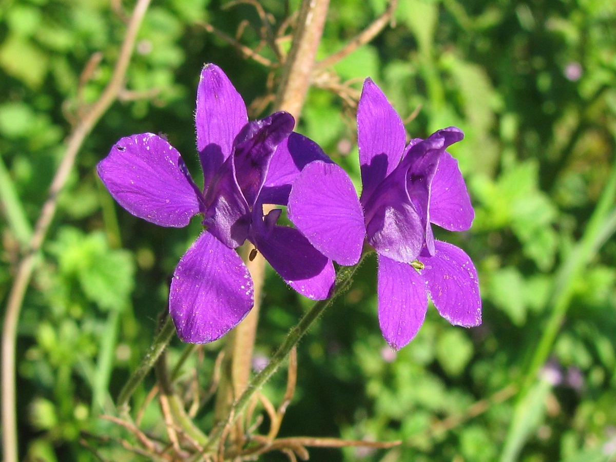 Изображение особи Delphinium hispanicum.