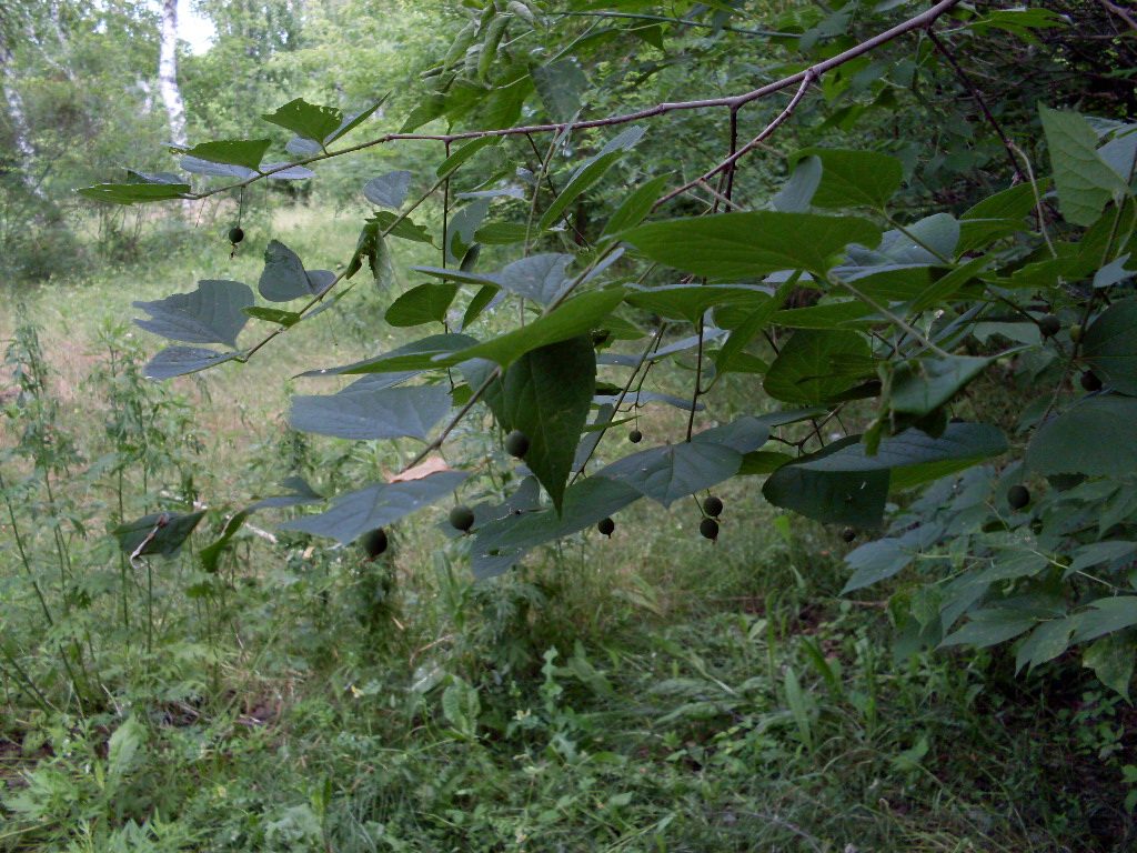 Image of Celtis occidentalis specimen.