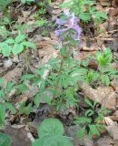 Corydalis solida. Цветущее растение в широколиственном лесу. Самара, Сокольи горы. 09.05.2009.