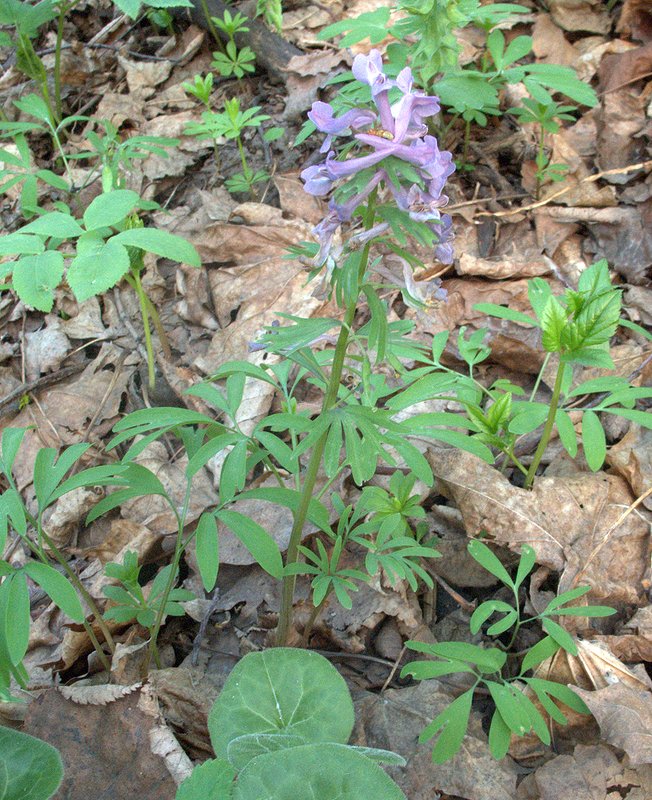 Изображение особи Corydalis solida.