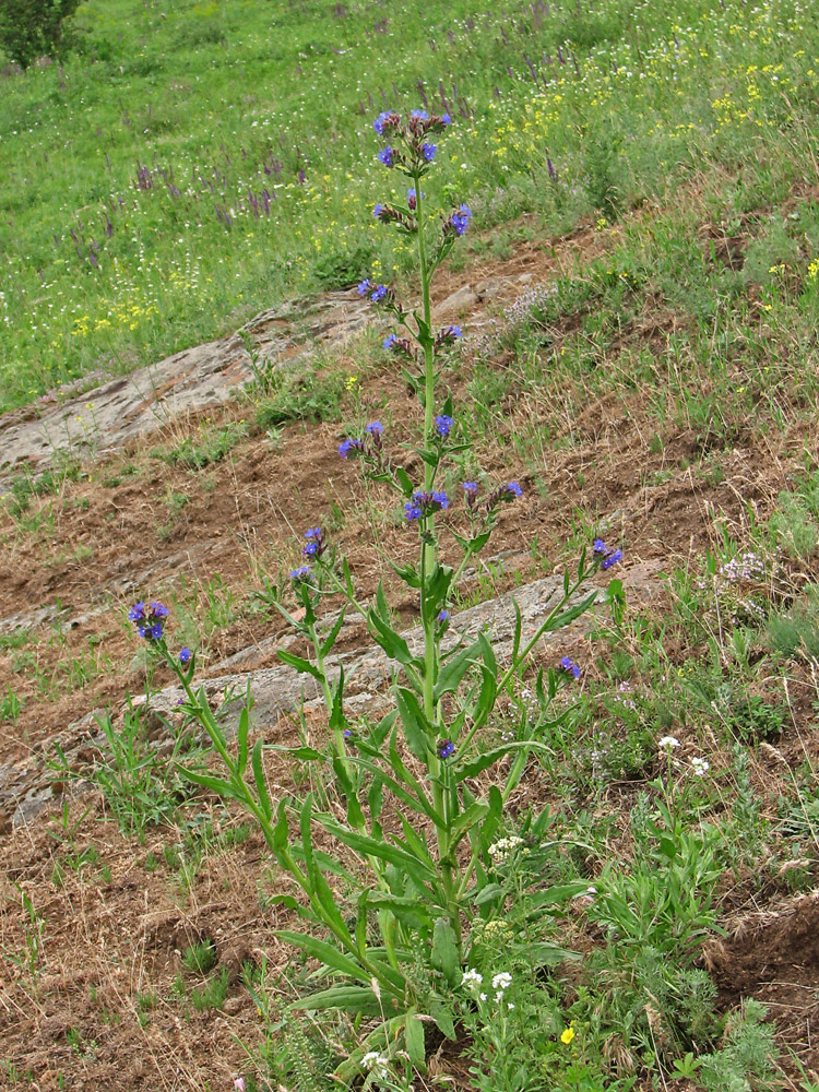 Изображение особи Anchusa procera.