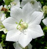 Campanula carpatica. Цветок с аномальным числом лепестков. Швейцария, г. Женева, сквер у мавзолея герцога Брауншвейгского. 27.06.2012.