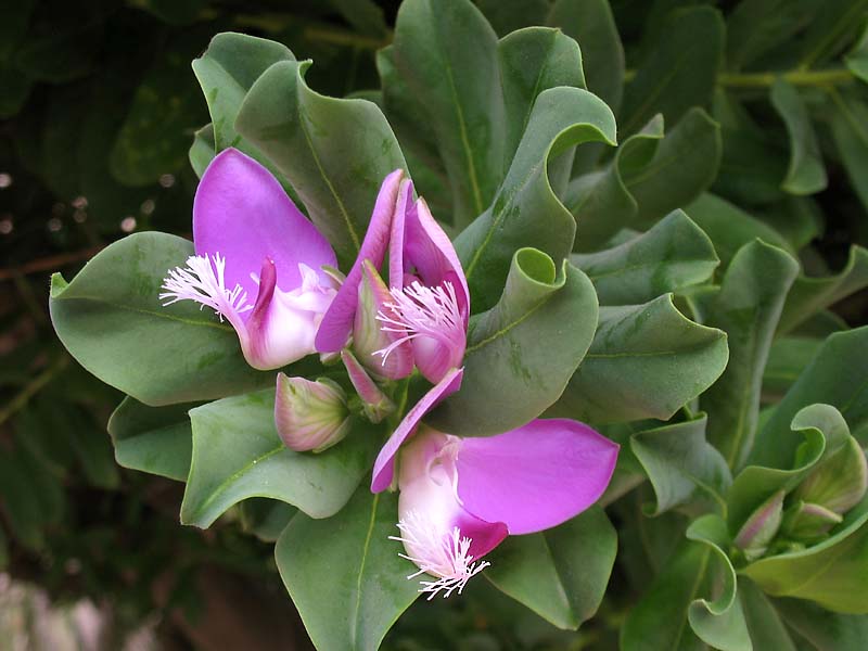 Изображение особи Polygala myrtifolia.