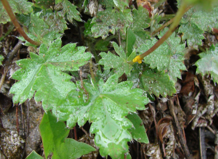 Image of Potentilla arenosa specimen.