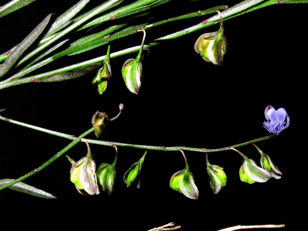 Image of Polygala tenuifolia specimen.