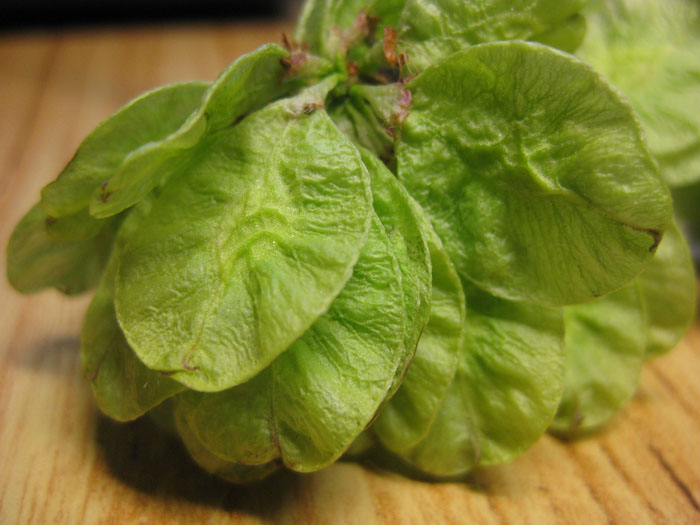 Image of Ulmus glabra specimen.