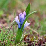 Hyacinthella pallasiana. Расцветающее растение. Ростовская обл., Неклиновский р-н, Троицкое с/п, балка. 07.04.2013.