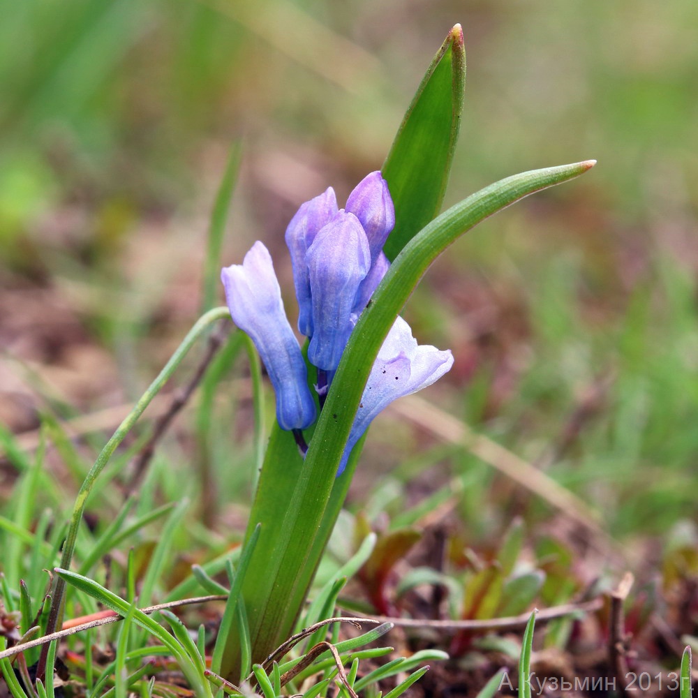 Изображение особи Hyacinthella pallasiana.