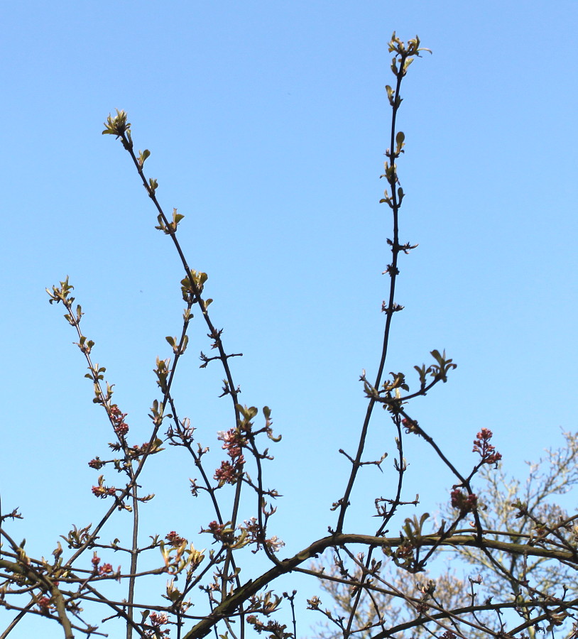 Image of Viburnum farreri specimen.
