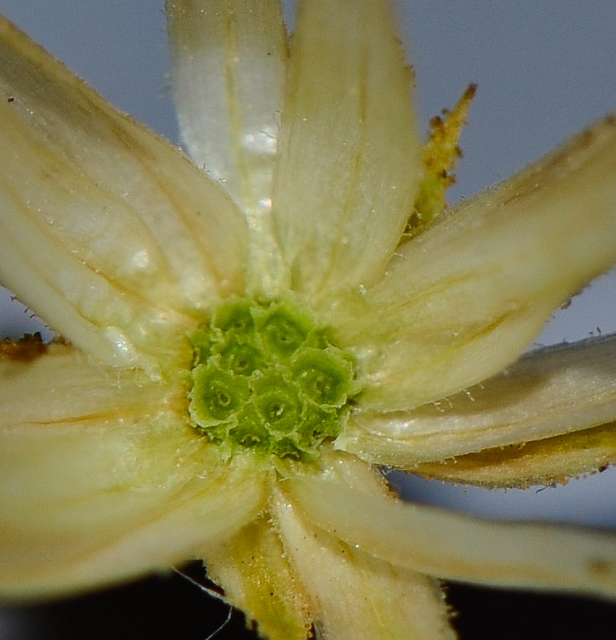 Image of Iphiona scabra specimen.