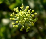 Heracleum sibiricum. Часть соцветия. Ростовская обл., дельта Дона, Азовский р-н, пойменный луг. 20.06.2012.