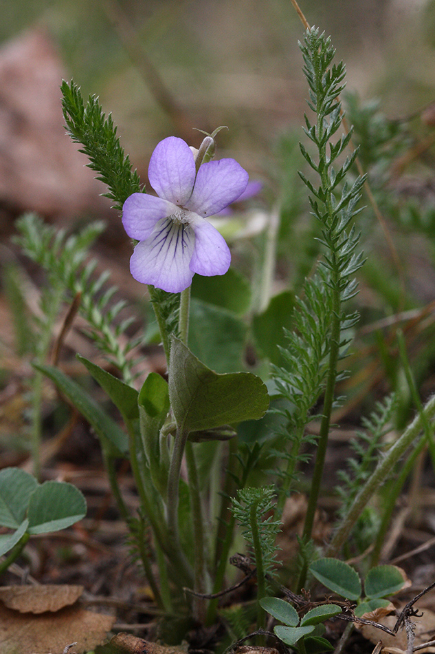 Image of Viola rupestris specimen.